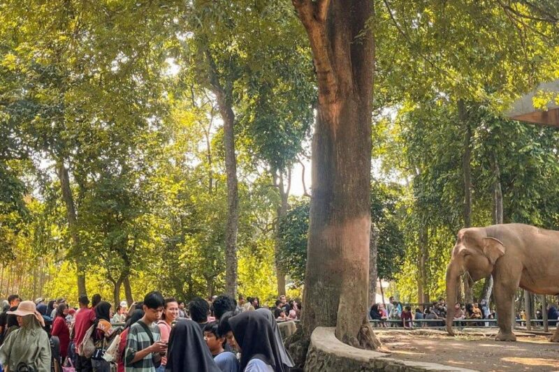 Kebun Binatang Ragunan: Harga Tiket Masuk Desember 2025